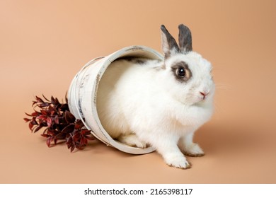 Bunny On A Studio Cream Backdrop, White Fluffy Bunny. Domesticated Pet Rabbit.