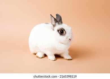 Bunny On A Studio Cream Backdrop, White Fluffy Bunny. Domesticated Pet Rabbit.