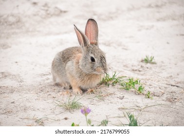 Bunny Profile In The Sand With Some Grass And Purple Flower