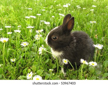 Bunny Rabbit Black And White