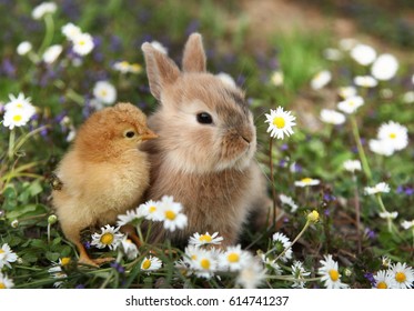 Bunny Rabbit And Chick Are Best Friends