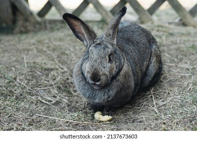 Bunny Rabbit Cony Lapin Pet Easter Hare 