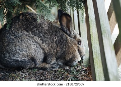 Bunny Rabbit Cony Lapin Pet Easter Hare 