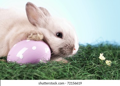 Bunny rabbit easter concept!