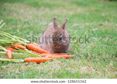 Bunny rabbit eating carrot in the garden