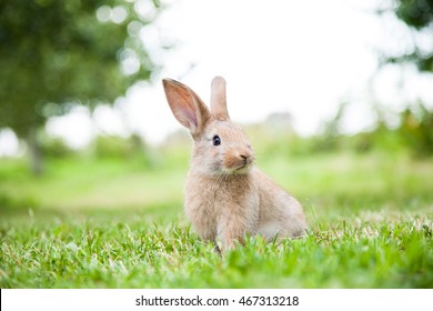 Sonniges Kaninchen auf dem Gras. Nahaufnahme.