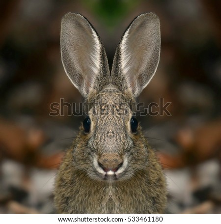 Similar – Rabbit eating flowers