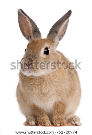 Bunny rabbit sitting in front of white background