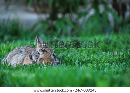 Bunny rabbit sleeping in the grass