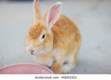 Bunny rabbit . Soft focus.