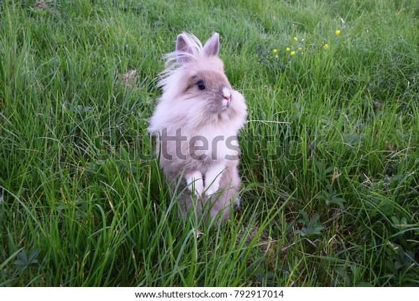Bunny, Rabbit\
standing two legs in green\
grass