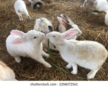 Bunny Rabbits Cute Animals In The Farm