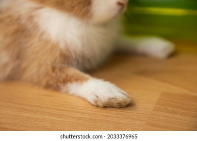 Bunny Rabbit's Foot Paw Close Up