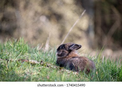 Bunny sitting in a field