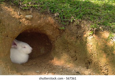 Rabbit Burrow Images, Stock Photos &amp; Vectors | Shutterstock