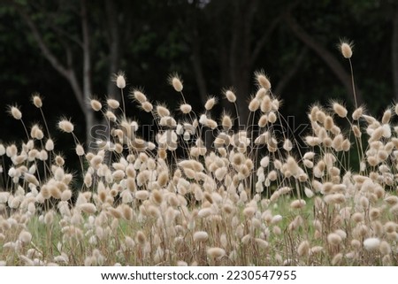 Bunny tail grass against a dark background