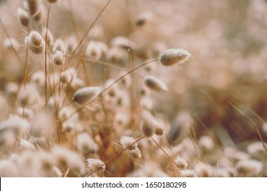 Bunny Tails Grass On Vintage Style; Nature Background