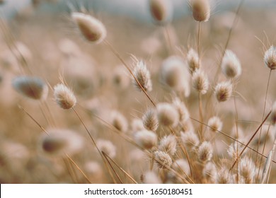 Bunny Tails Grass On Vintage Style; Nature Background