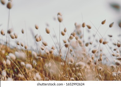 Bunny Tails Grass On Vintage Style; Nature Background