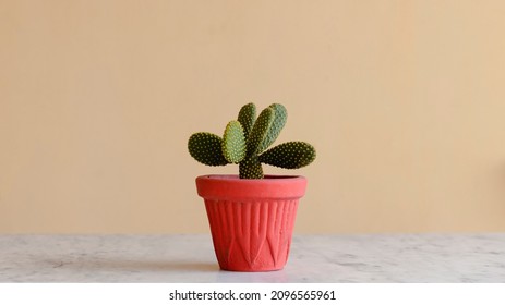Bunny's ear cactus or angle wings cactus with isolated background