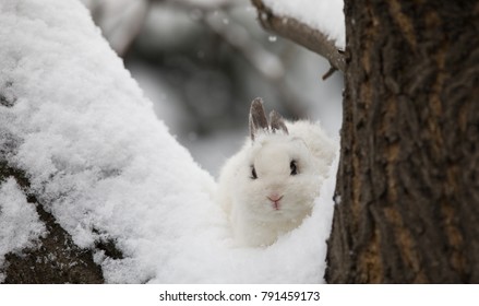 Bunny,white Rabbit On Snow, Hare In Winter