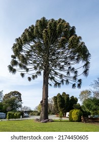 Bunya Tree in New Zealand - Shutterstock ID 2174450605