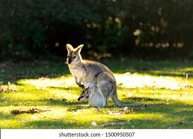 Bunyip Mountains, Outback Queensland, Australia.