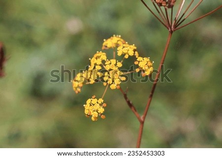 Bupleurum falcatum subsp. cernuum, Apiaceae. Wild plant shot in summer.