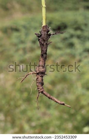 Bupleurum falcatum subsp. cernuum, Apiaceae. Wild plant shot in summer.