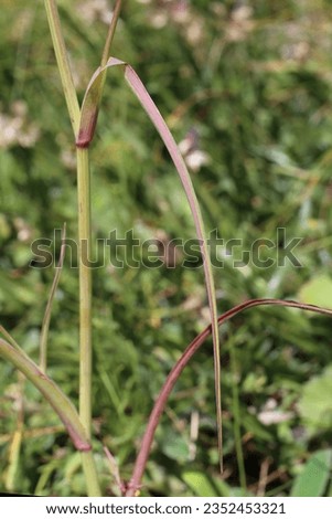Bupleurum falcatum subsp. cernuum, Apiaceae. Wild plant shot in summer.