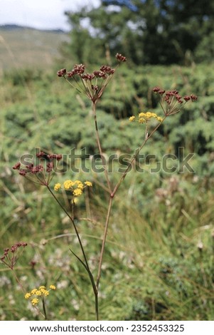 Bupleurum falcatum subsp. cernuum, Apiaceae. Wild plant shot in summer.