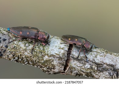 Buprestidae - Beetle - Chrysobothris Affinis