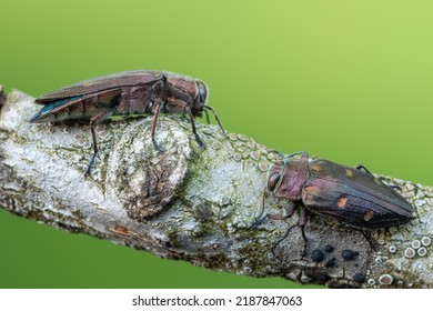 Buprestidae - Beetle - Chrysobothris Affinis