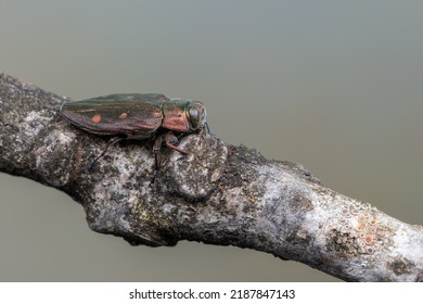 Buprestidae - Beetle - Chrysobothris Affinis