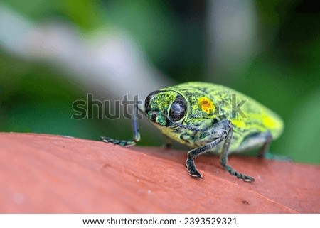 Buprestidae is a family of beetles known as jewel beetles or metallic wood-boring beetles because of their glossy iridescent colors