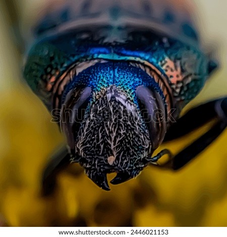 Buprestidae is a family of beetles known as jewel beetles or metallic wood-boring beetles because of their glossy iridescent colors.
