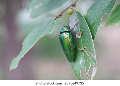 Buprestidae found in the forest.