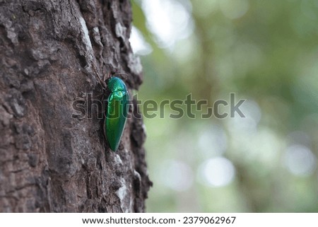 Buprestidae found in the forest.
