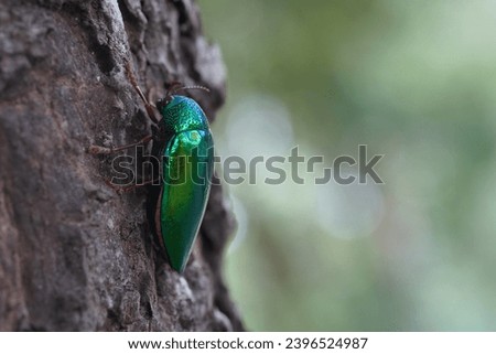 Buprestidae found in the forest.