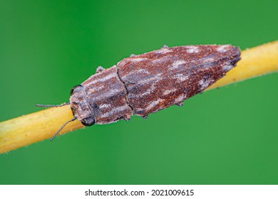 Buprestidae Or Also Known As Jewel Beetles