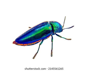 Buprestidae On A White Background.