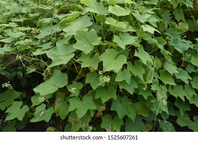 114 Bur cucumber Images, Stock Photos & Vectors | Shutterstock