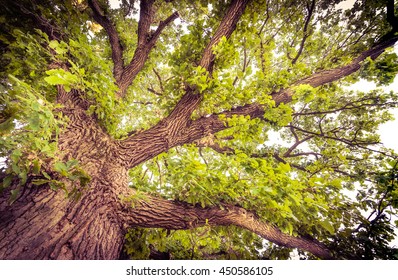 Bur Oak