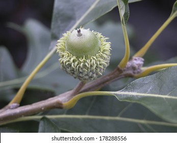 Bur Oak Acorn