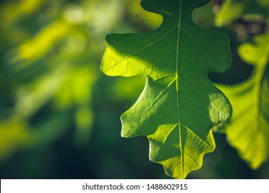 Bur Oak Leaf Close Up
