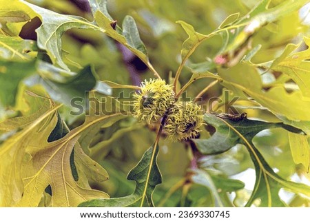 Bur oak ( Quercus macrocarpa),  tree native to eastern North America