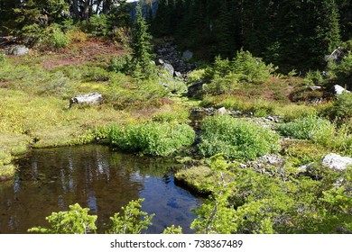 Burbling Mountain Stream