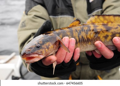 Burbot Fishing Stock Photo 647456605 | Shutterstock