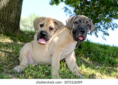 The Burbul Is South African, The Breed Is The Ancestor Of Mastiffs, And Also Represents The African Line Of Moloss Oids.Homeland - Africa, The Burbul Is A Large, Very Muscular Dog.