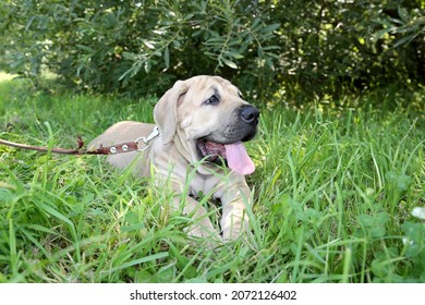 The Burbul Is South African, The Breed Is The Ancestor Of Mastiffs, And Also Represents The African Line Of Moloss Oids.Homeland - Africa, The Burbul Is A Large, Very Muscular Dog.